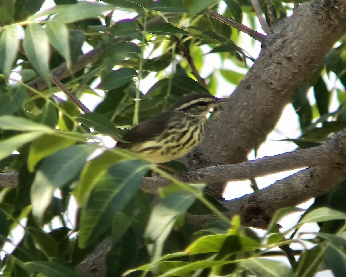 Northern Waterthrush - ML642175469
