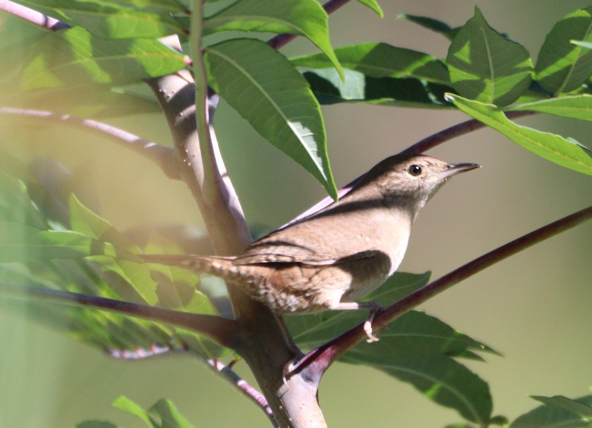 Northern House Wren - ML642175473
