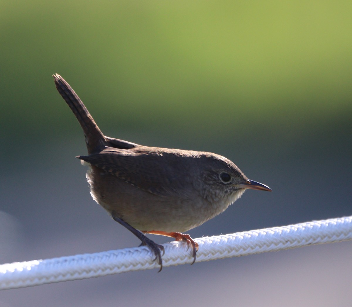 Northern House Wren - ML642175474