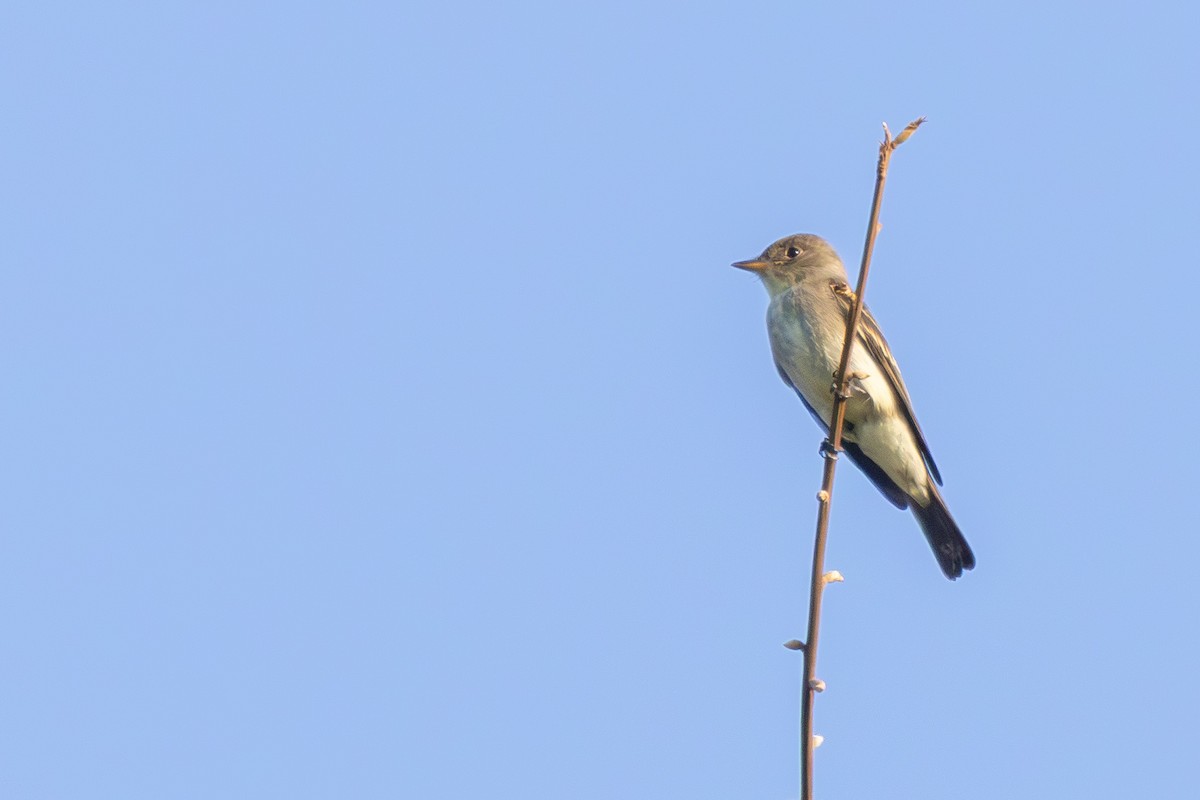 Eastern Wood-Pewee - ML642175478
