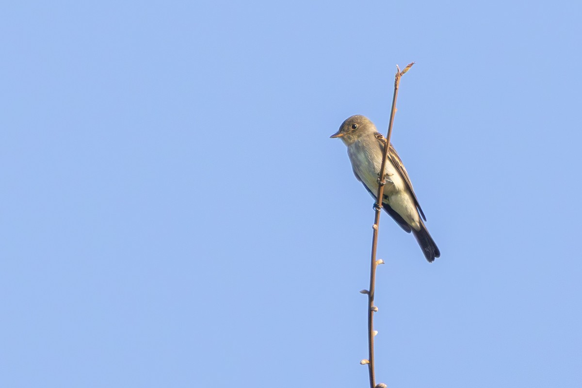Eastern Wood-Pewee - ML642175479