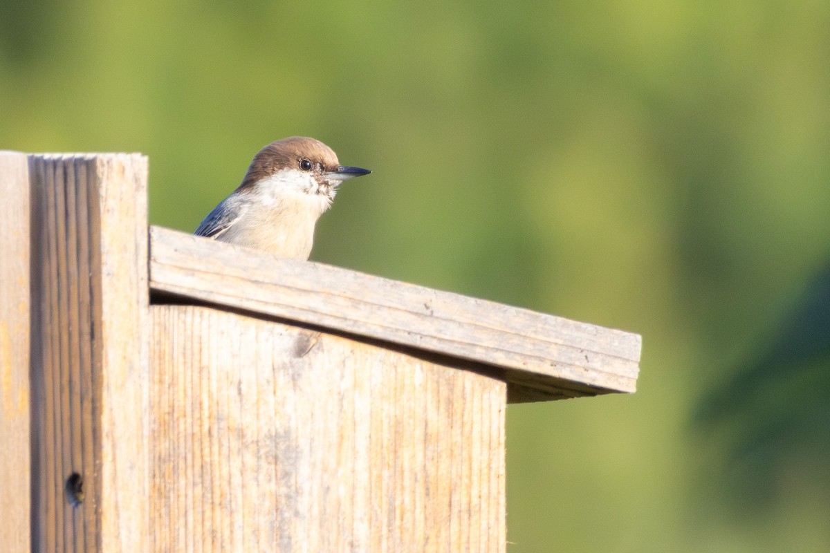 Brown-headed Nuthatch - ML642175486