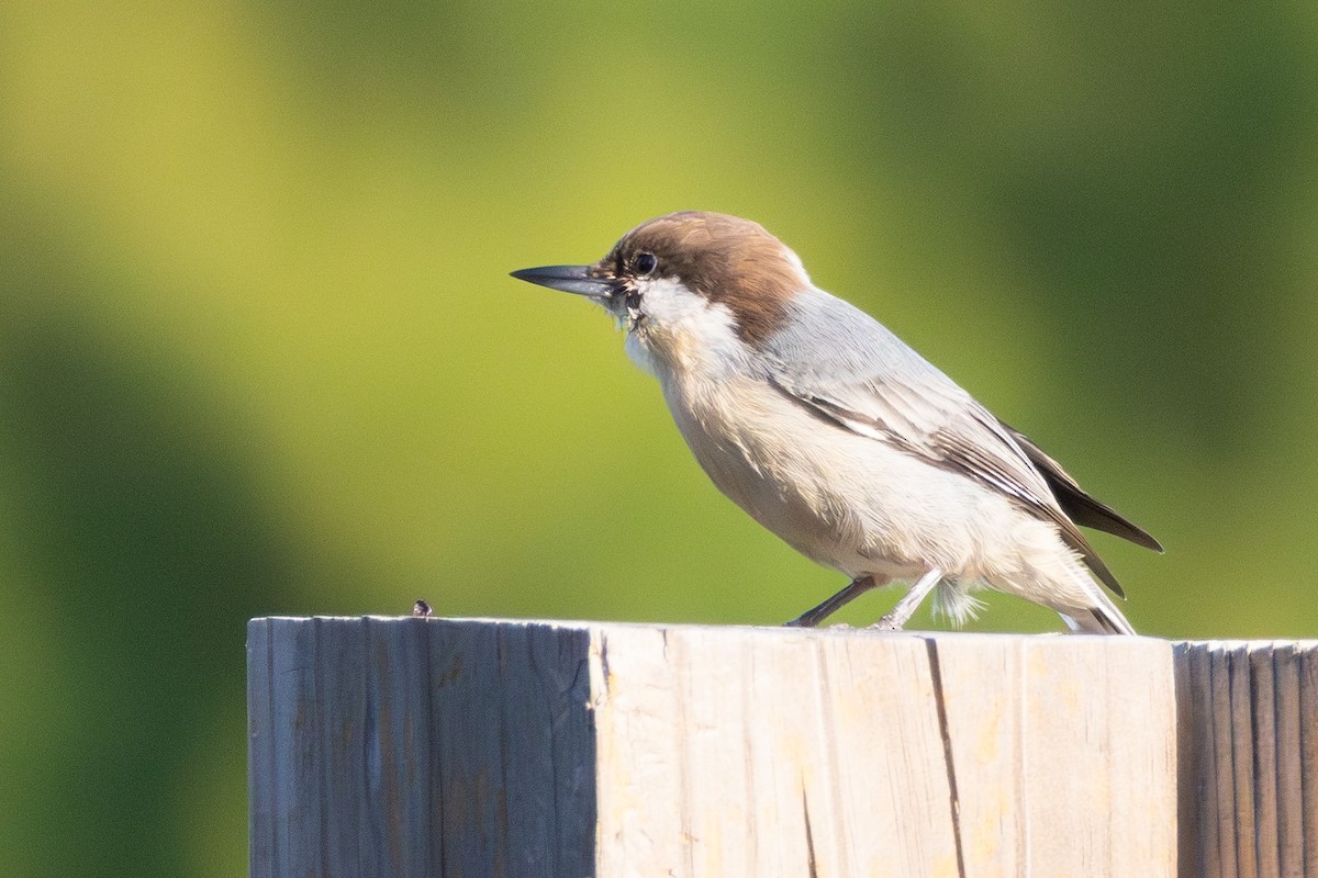 Brown-headed Nuthatch - ML642175488