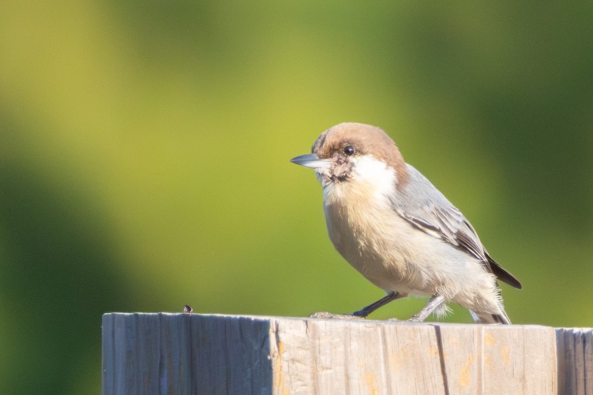 Brown-headed Nuthatch - ML642175489