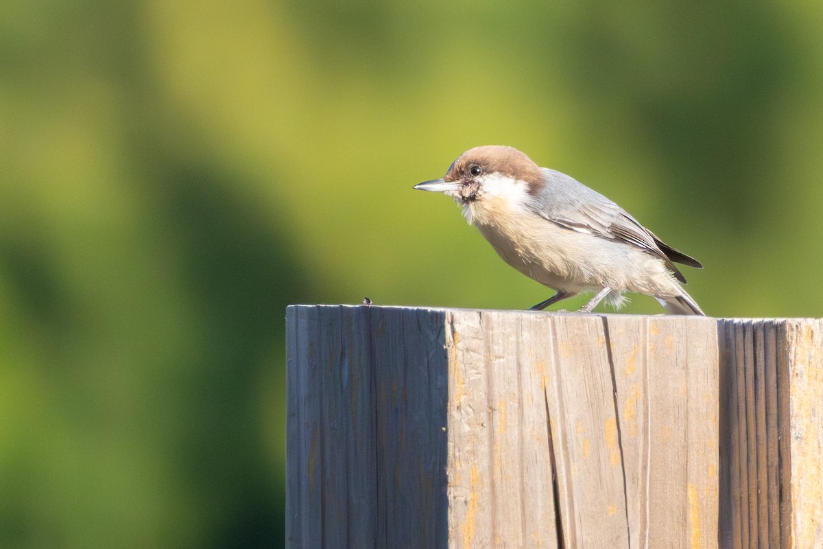 Brown-headed Nuthatch - ML642175490