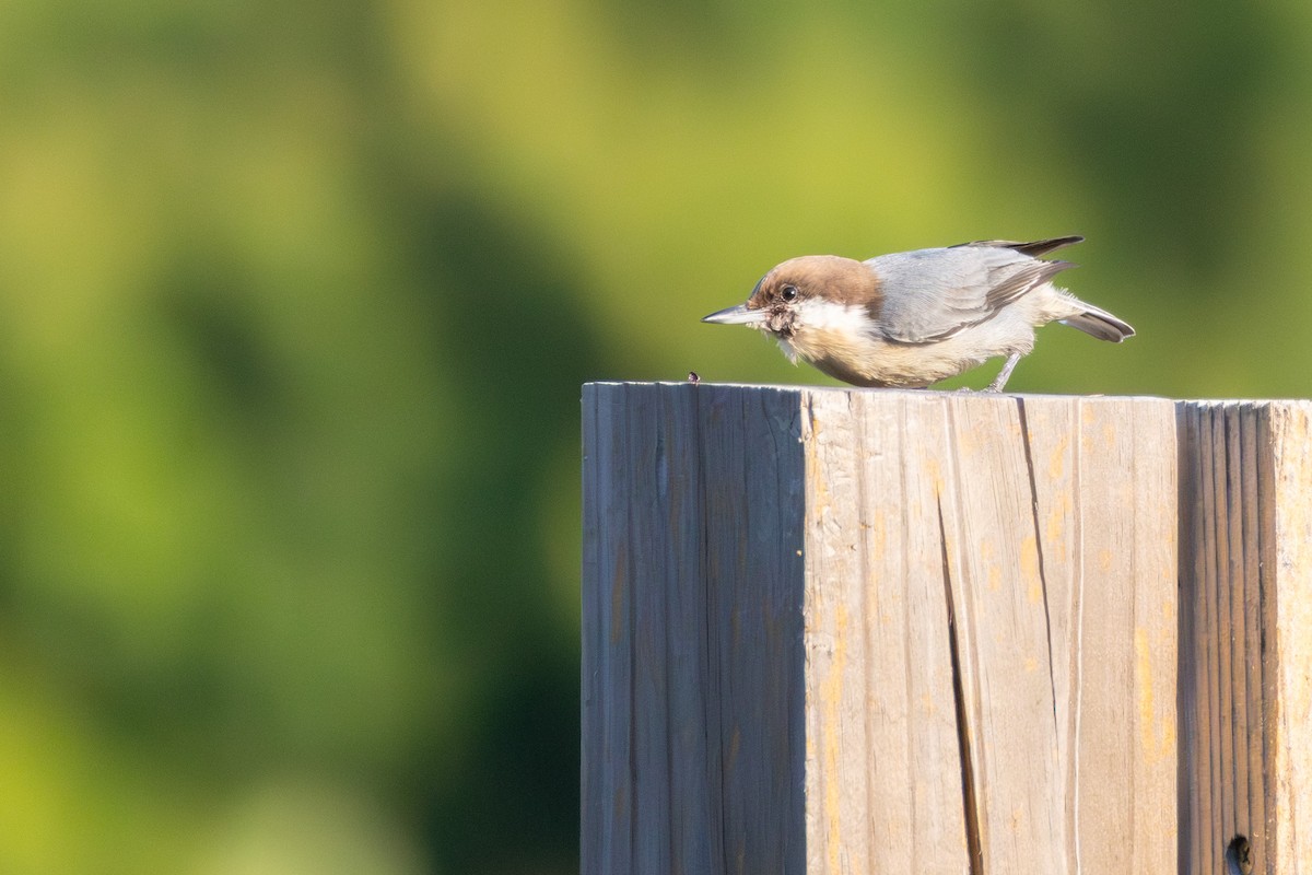 Brown-headed Nuthatch - ML642175491