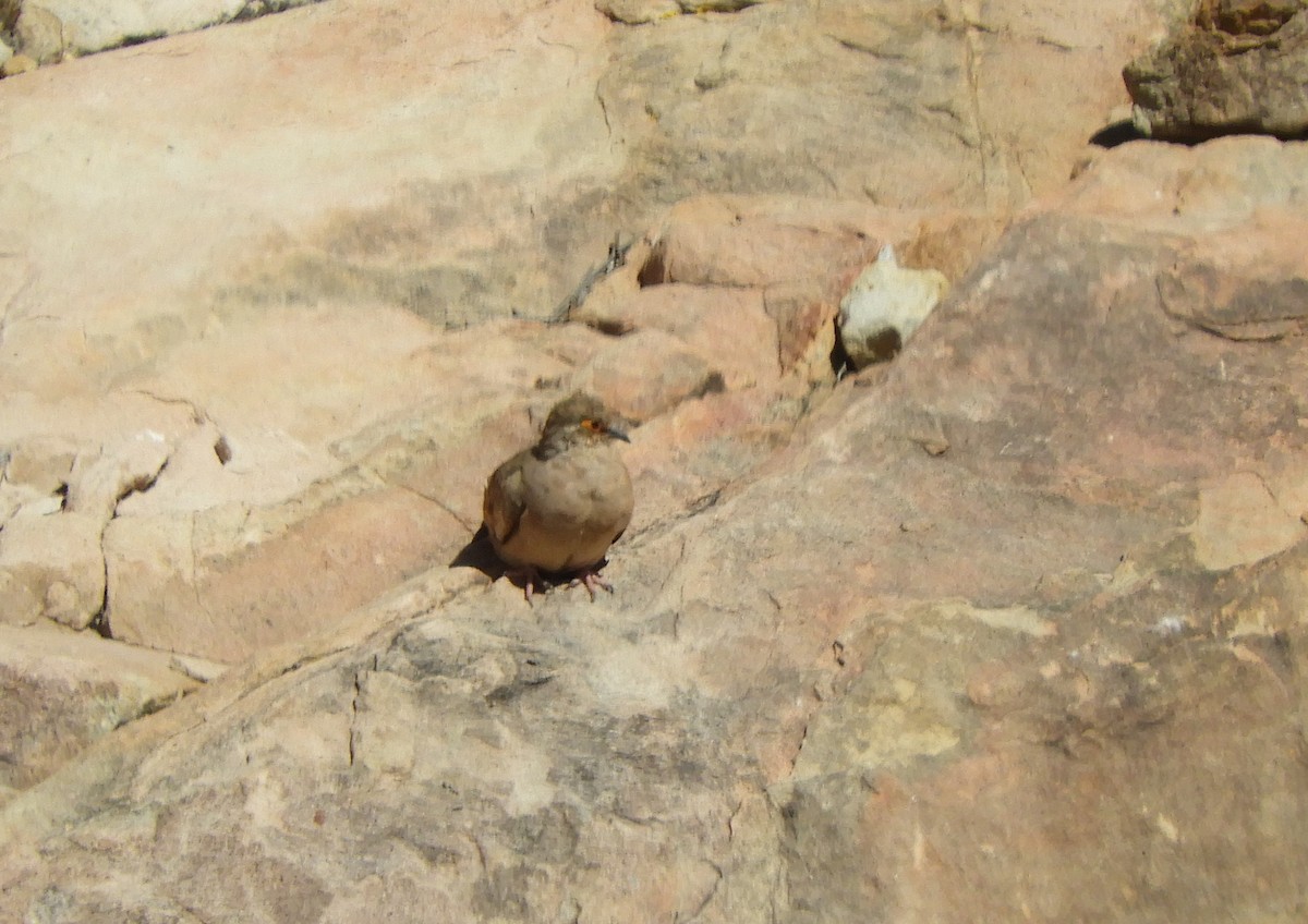 Bare-faced Ground Dove - ML642175493