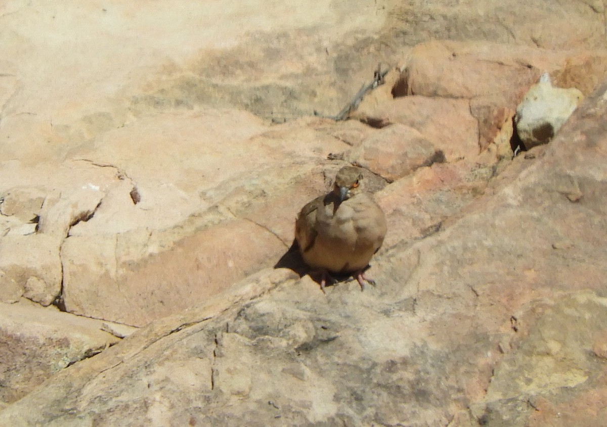 Bare-faced Ground Dove - ML642175494