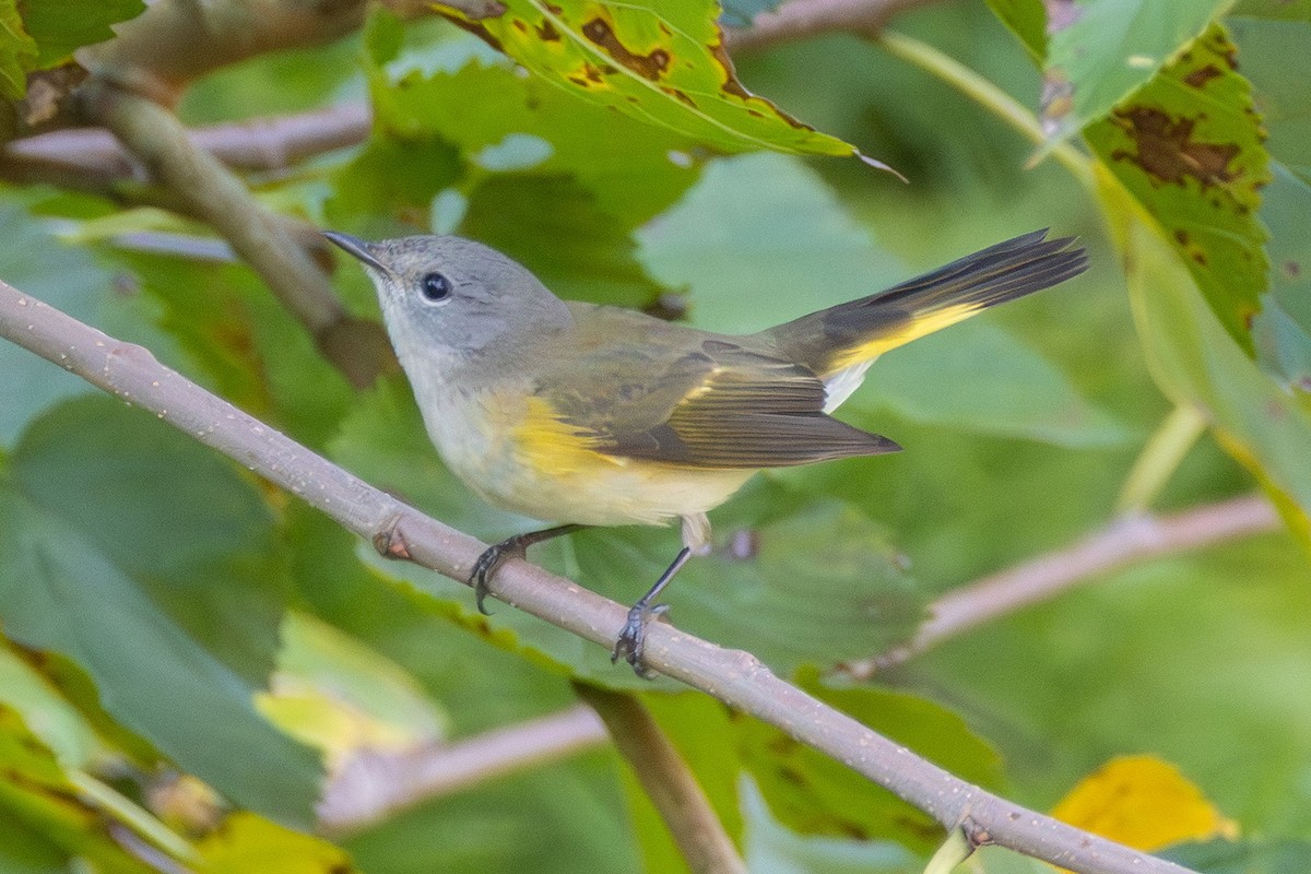 American Redstart - ML642175497