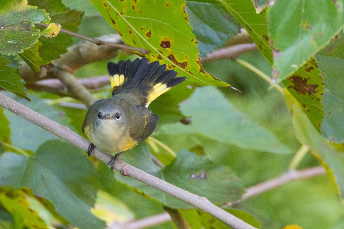 American Redstart - ML642175498