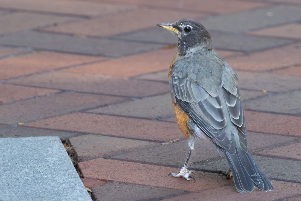 American Robin - ML642175507