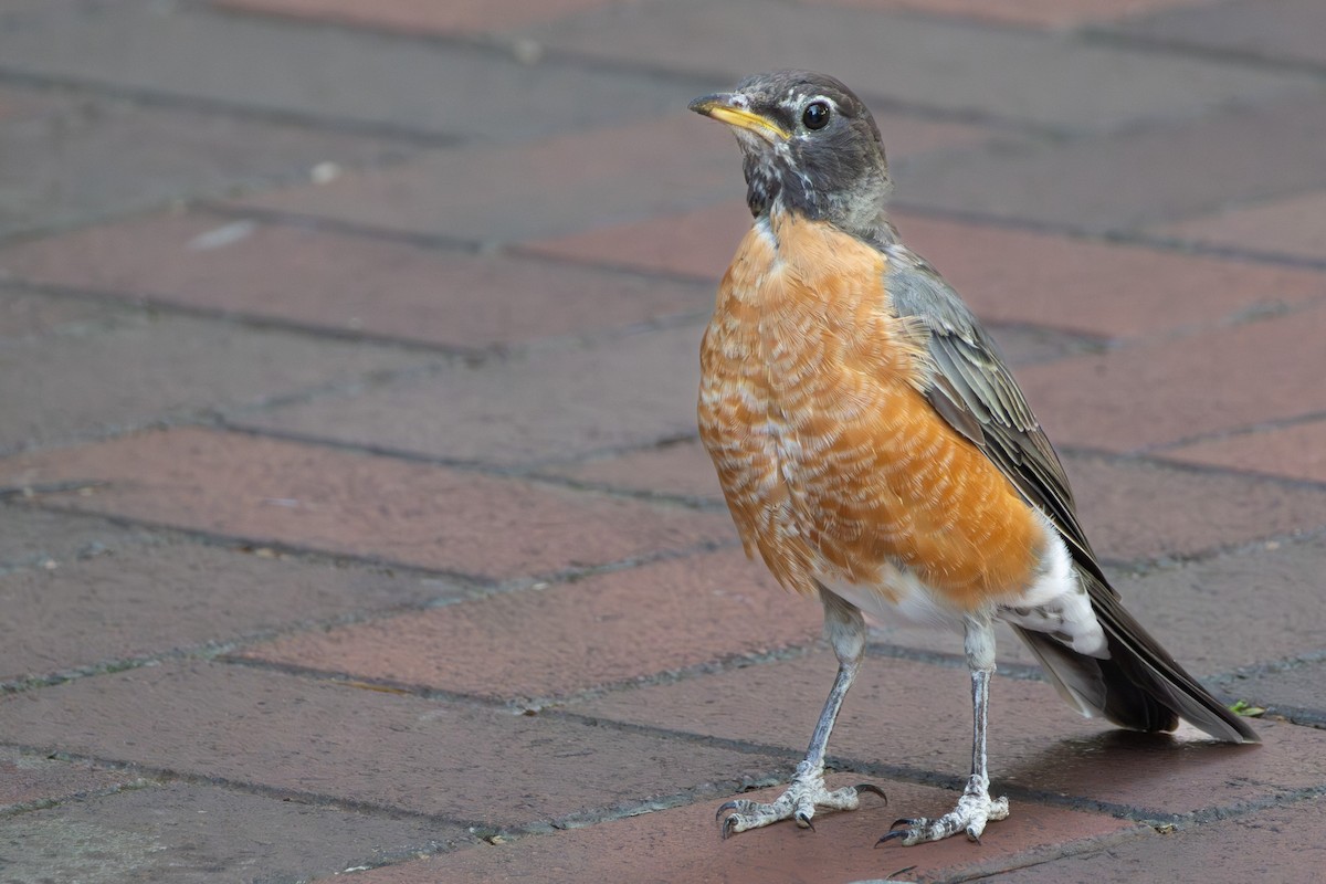 American Robin - ML642175508