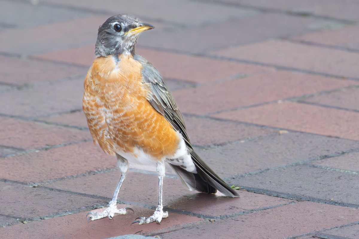 American Robin - ML642175509