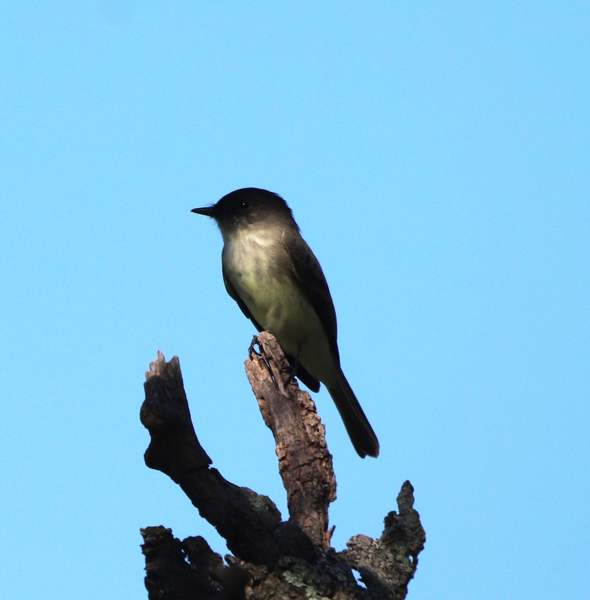 Eastern Phoebe - ML642175512
