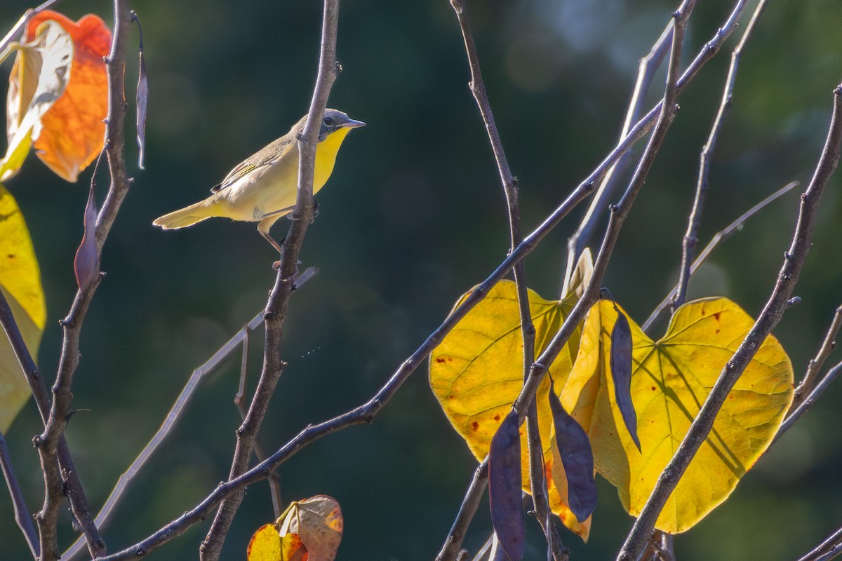 Common Yellowthroat - ML642175513