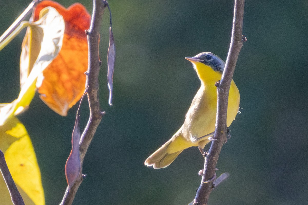 Common Yellowthroat - ML642175514