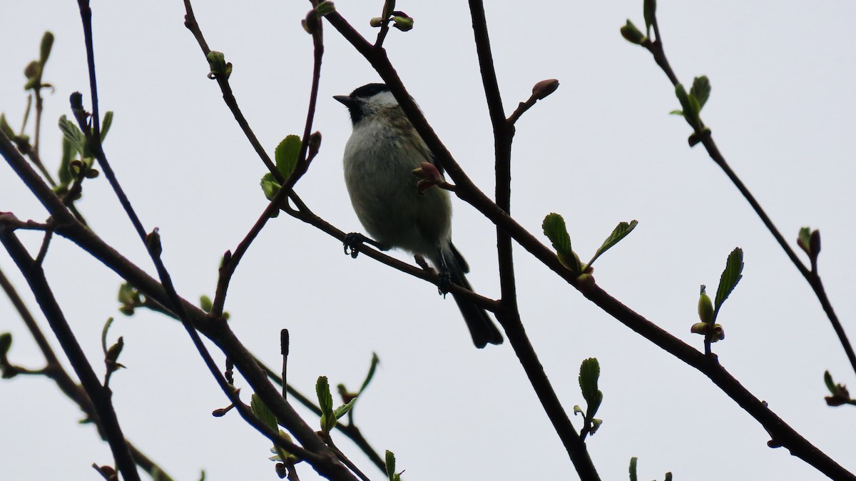 Kayın Baştankarası - ML642175563