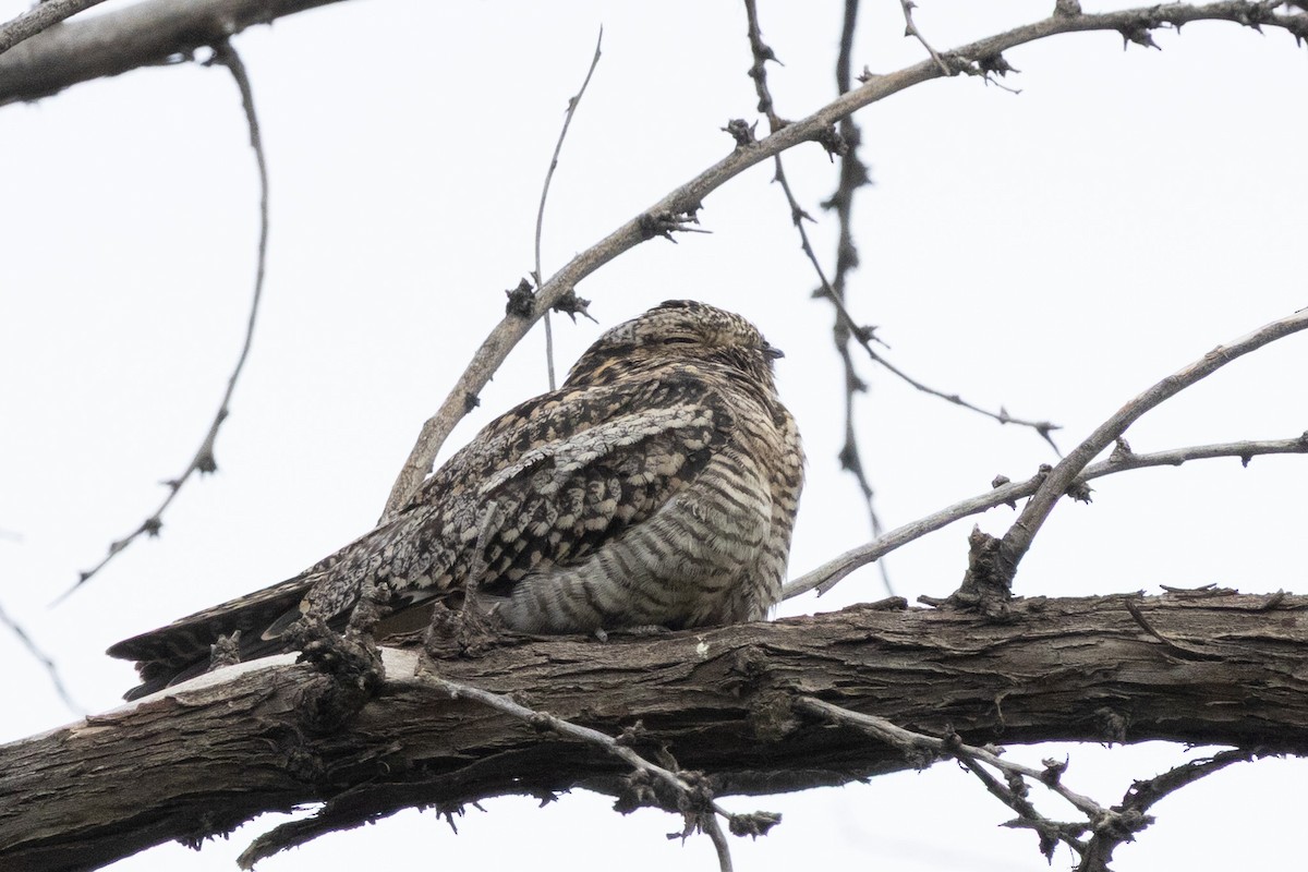 Common Nighthawk - ML642175586