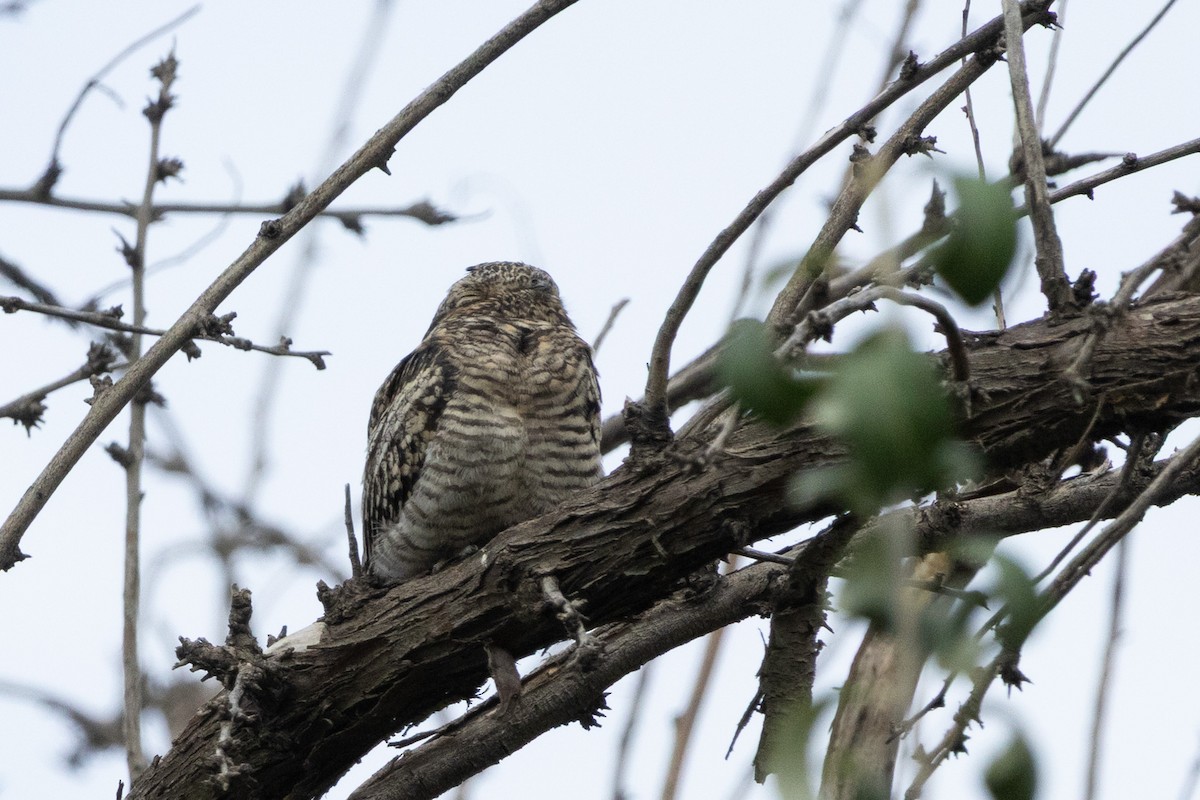 Common Nighthawk - ML642175587