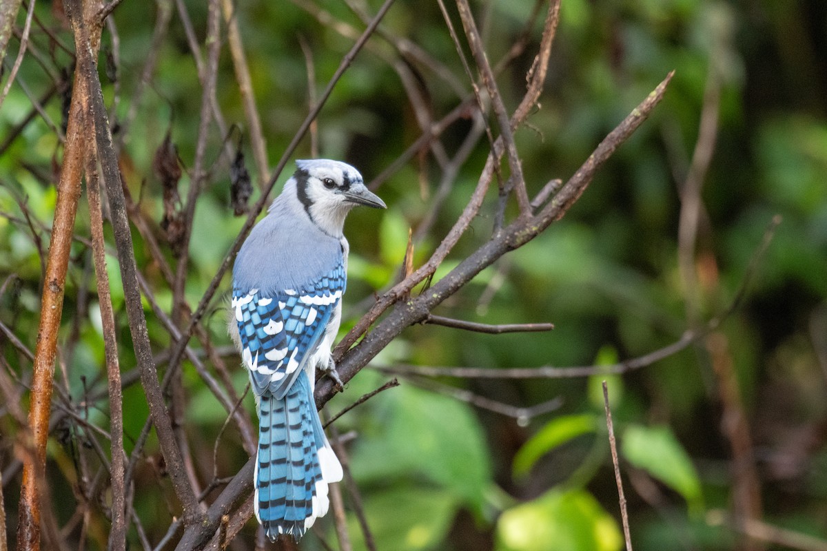 Blue Jay - ML642175590