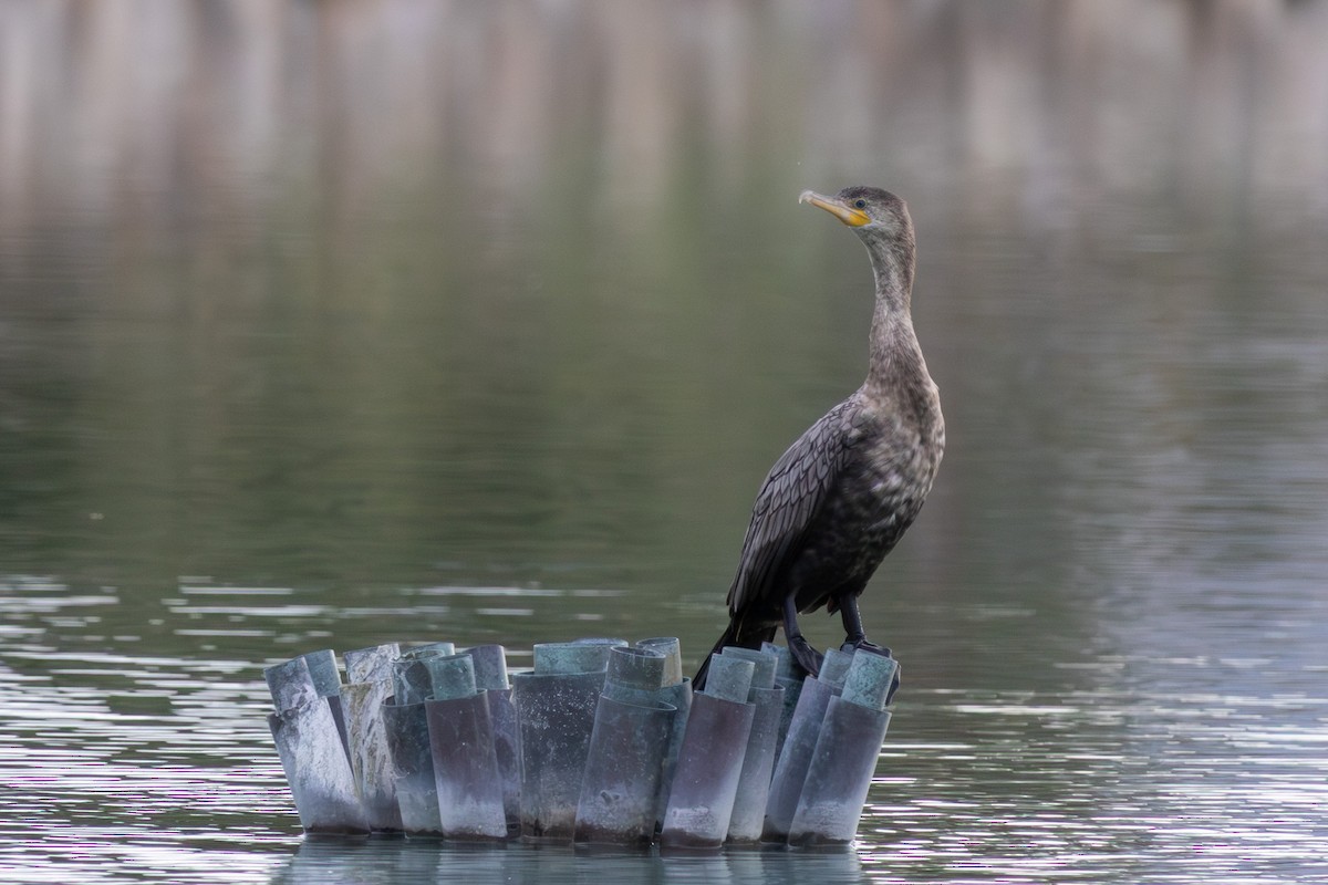 Neotropic Cormorant - ML642175596
