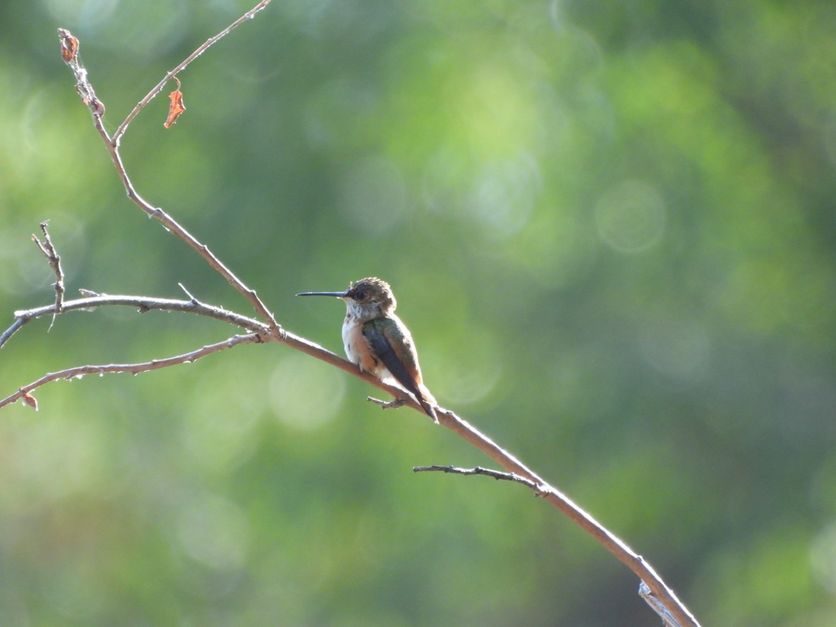 Rufous Hummingbird - ML642175606