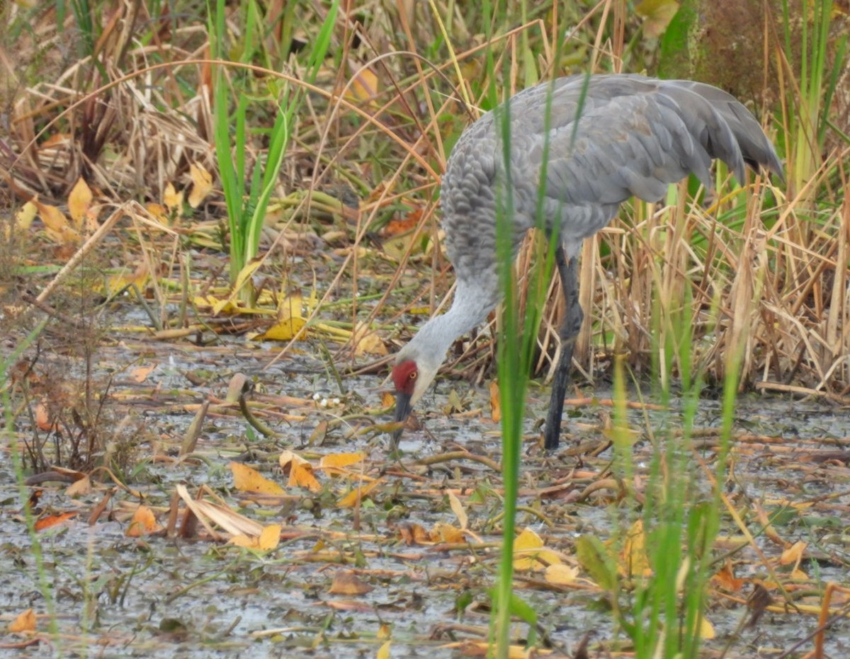 jeřáb kanadský - ML642175618