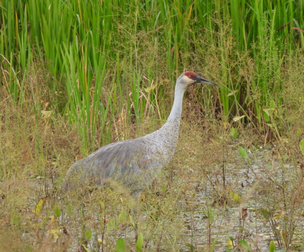 Sandhill Crane - ML642175619