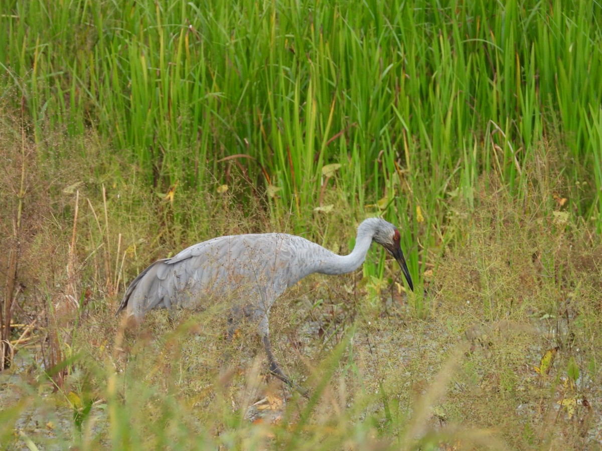 Sandhill Crane - Regina McNulty