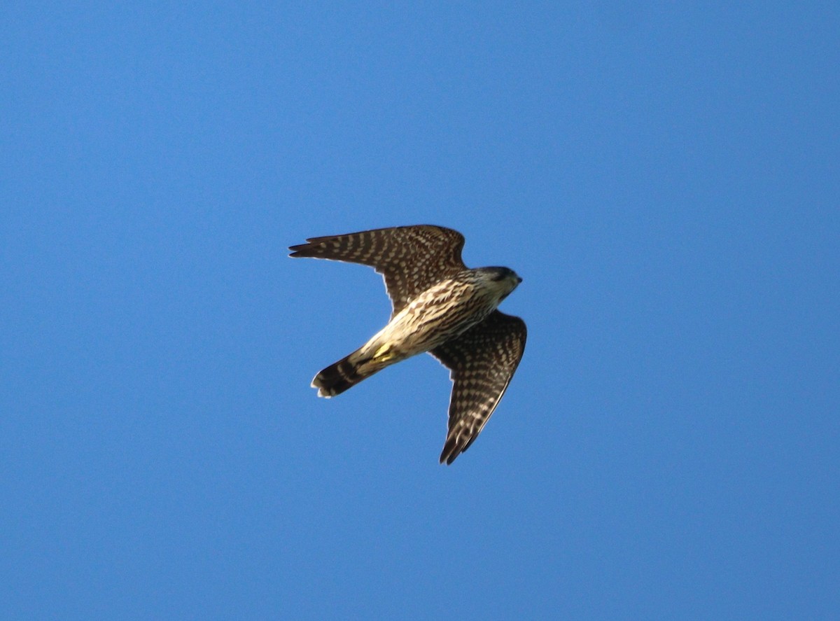 Merlin - ML642175622