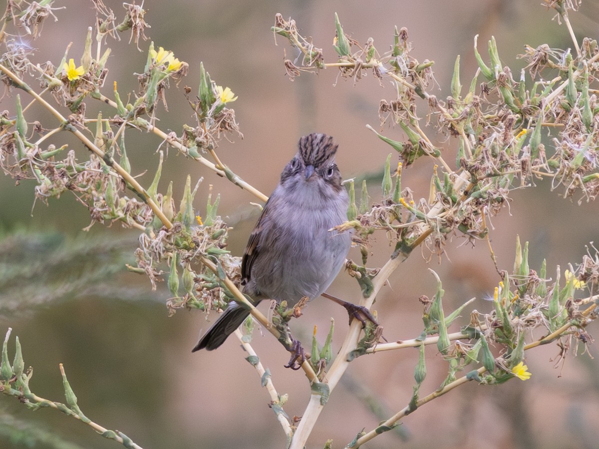 Brewer's Sparrow - ML642175636