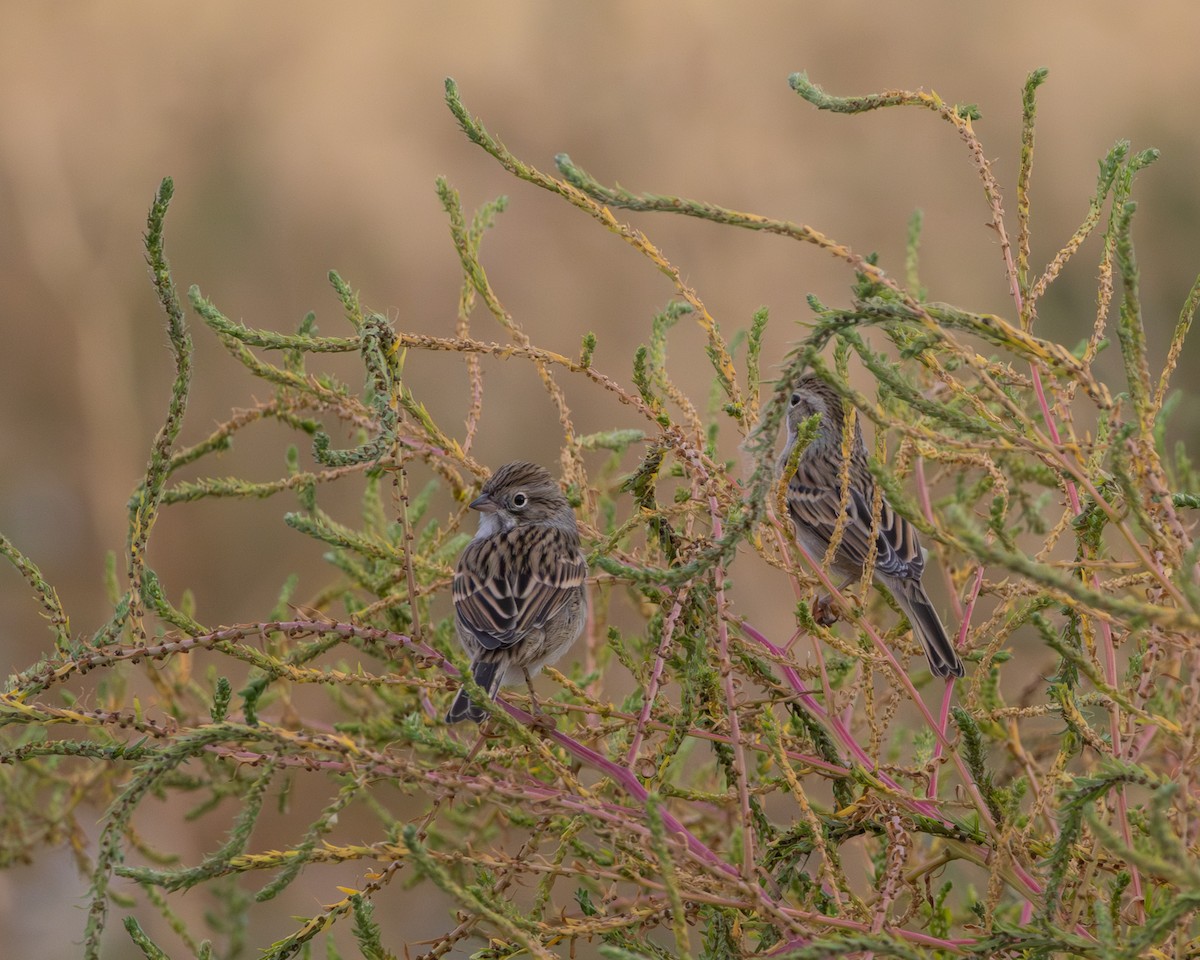 Brewer's Sparrow - ML642175637