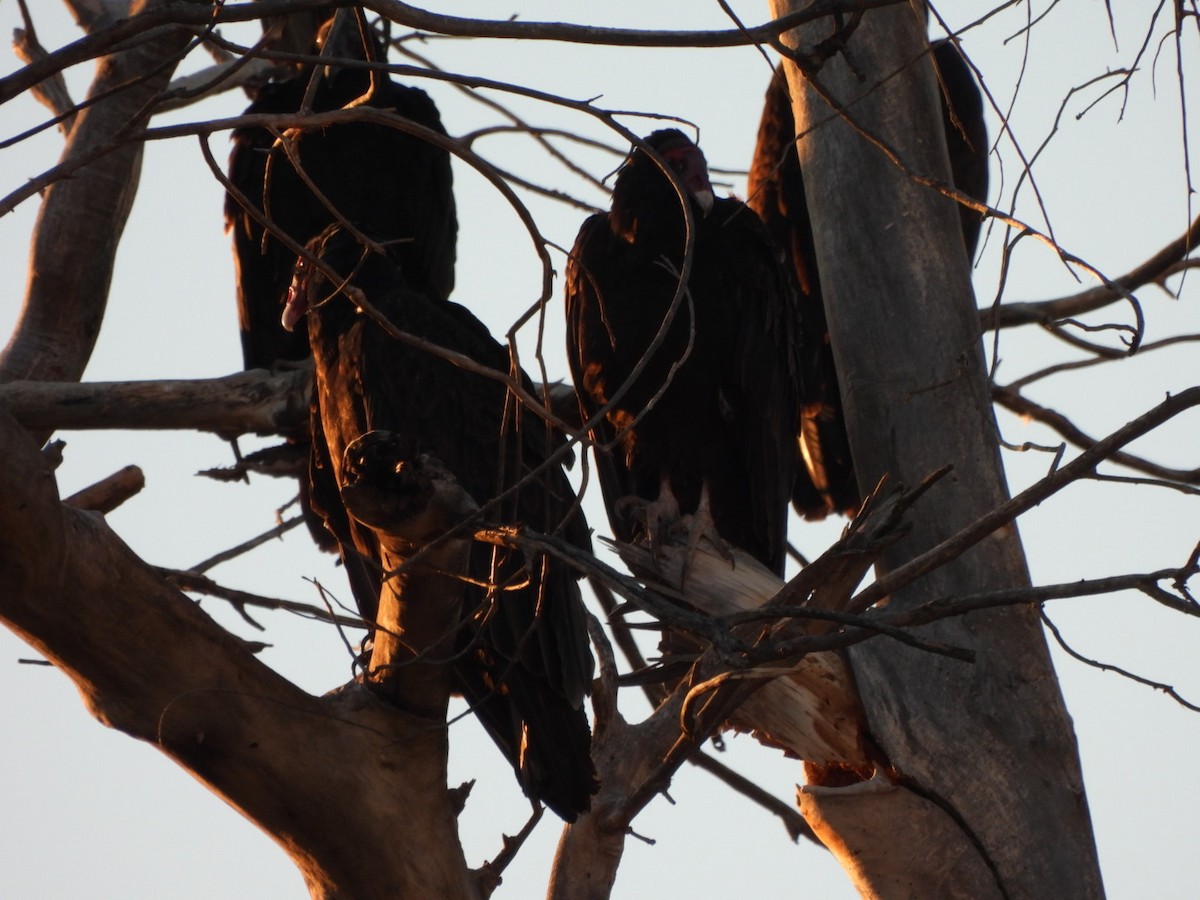 Turkey Vulture - ML642175643