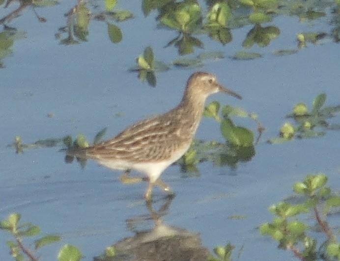 Bécasseau à poitrine cendrée - ML642175652