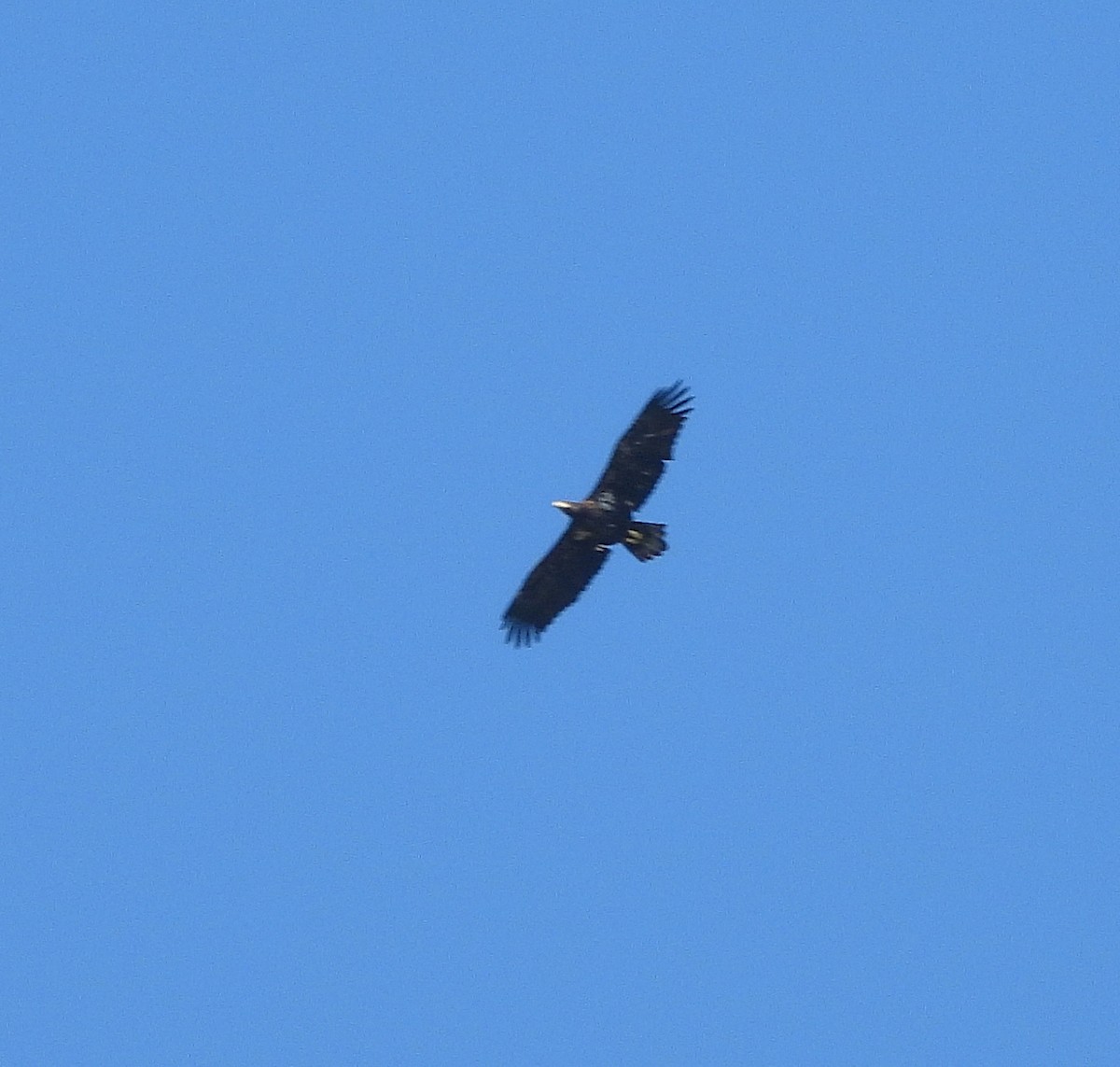 Bald Eagle - ML642175670
