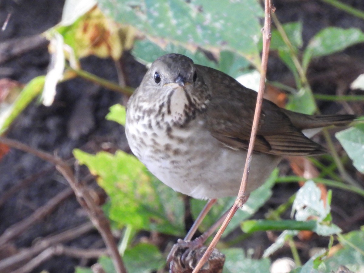 drozd západní - ML642175675