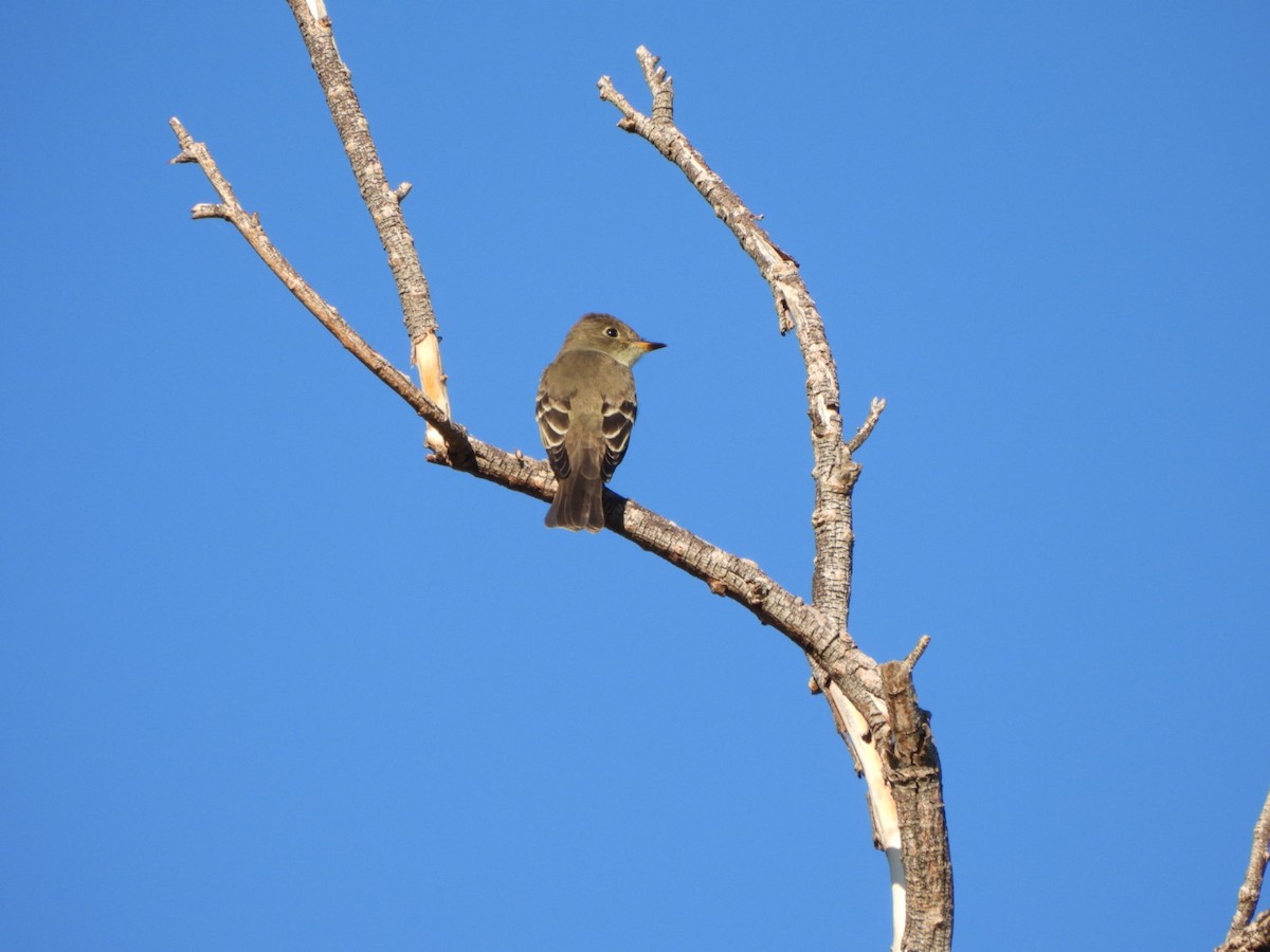 Western Wood-Pewee - ML642175679