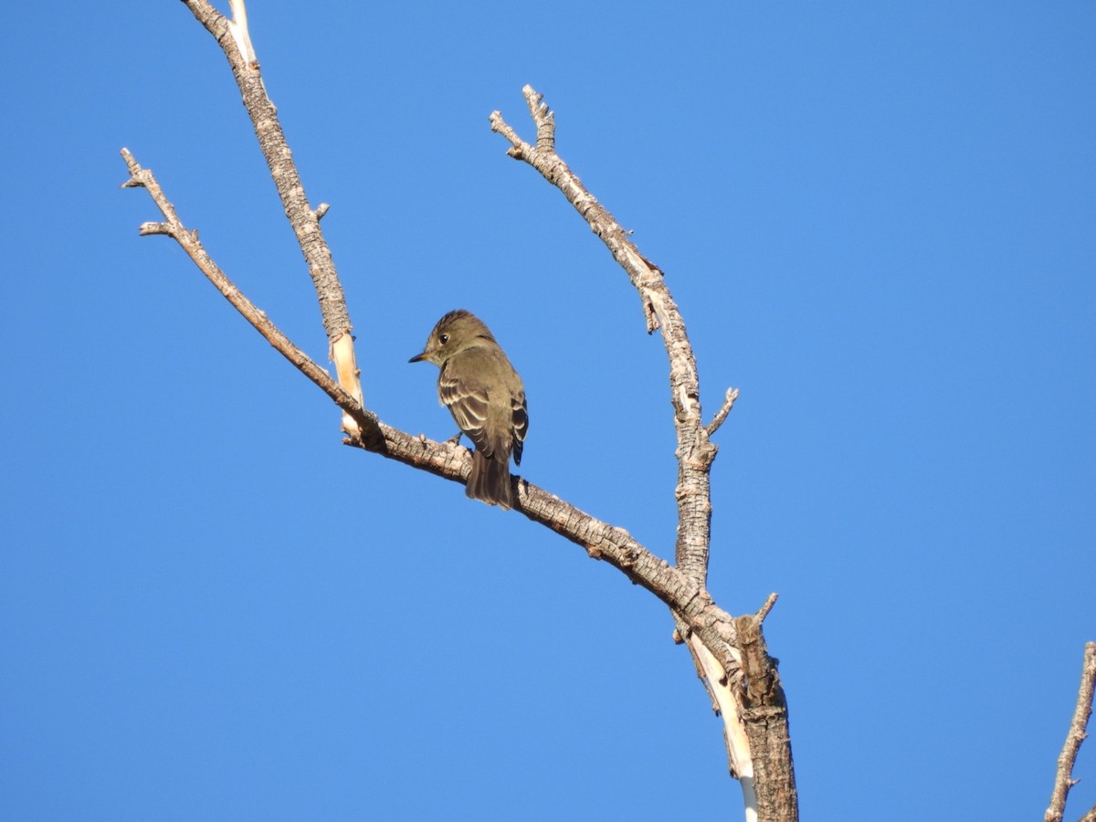 Western Wood-Pewee - ML642175680
