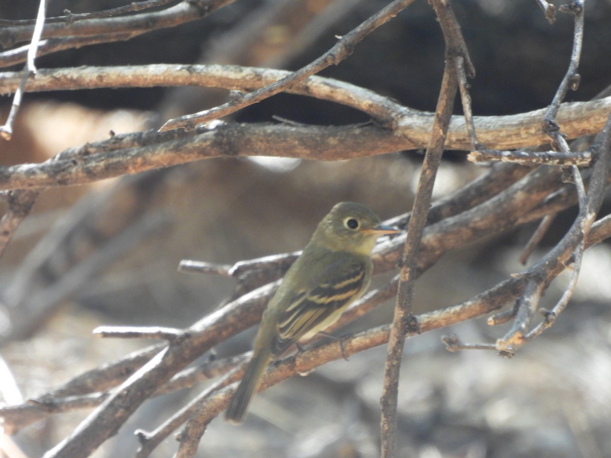 Western Flycatcher - ML642175689