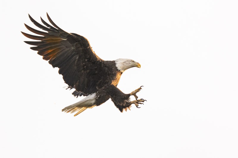 Bald Eagle - ML642175710