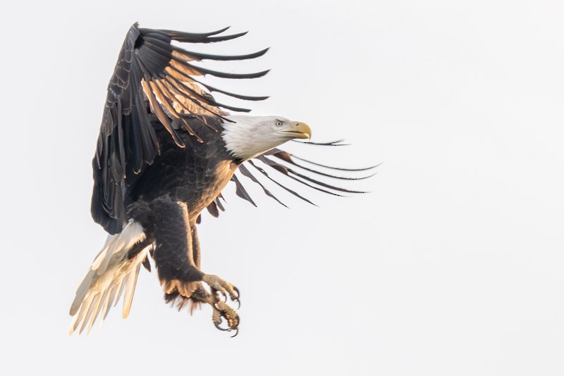 Bald Eagle - ML642175711