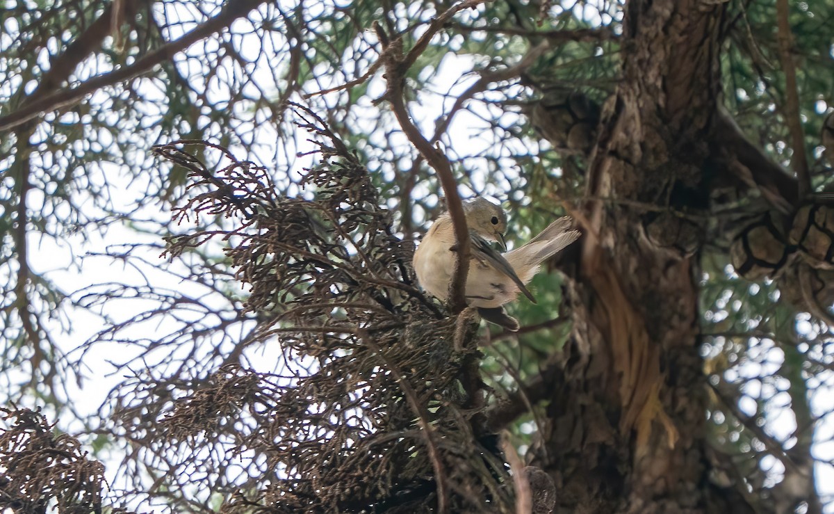 Lucy's Warbler - ML642175712