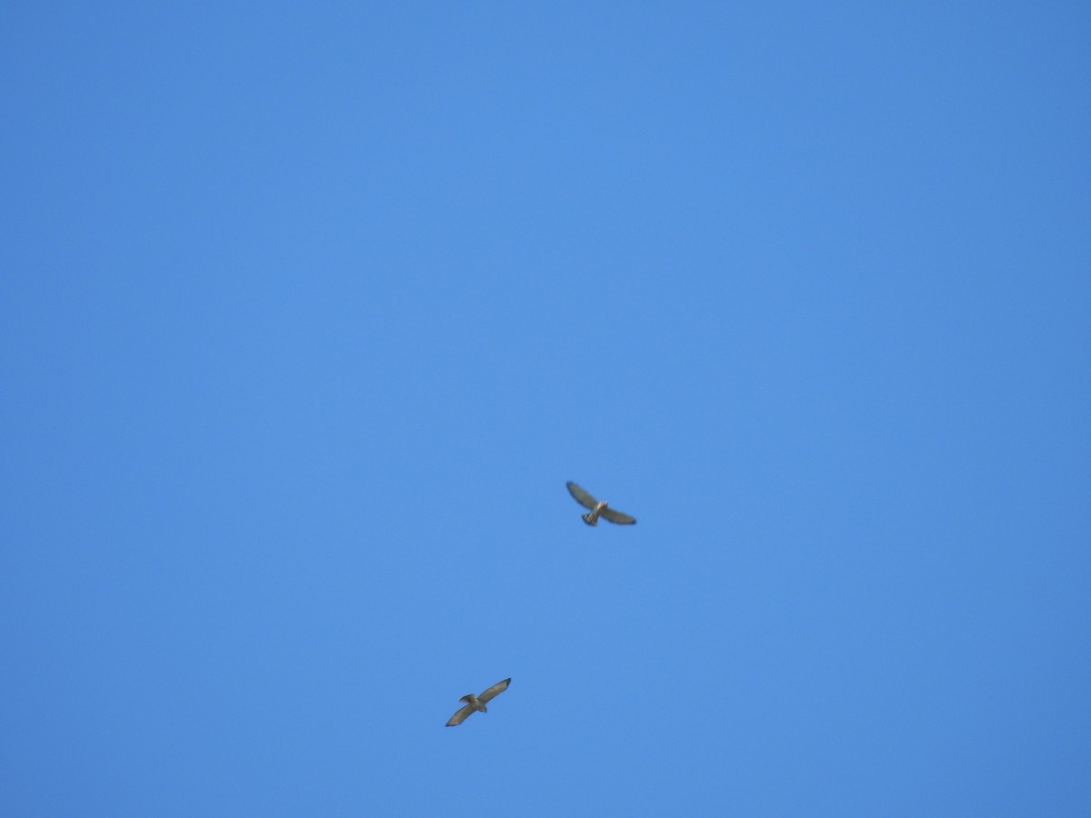 Broad-winged Hawk - ML642175720