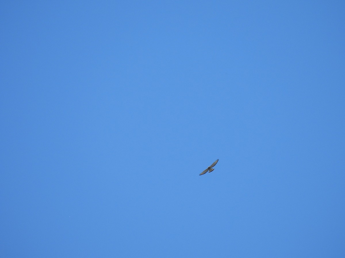 Broad-winged Hawk - ML642175721