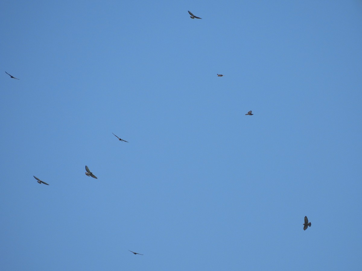 Broad-winged Hawk - ML642175723