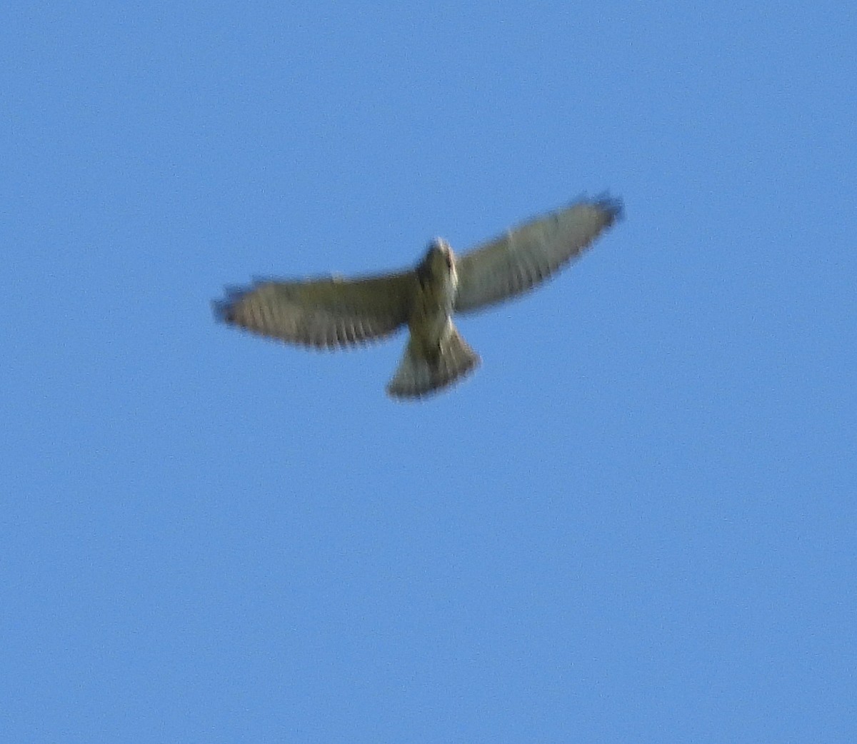 Broad-winged Hawk - ML642175724