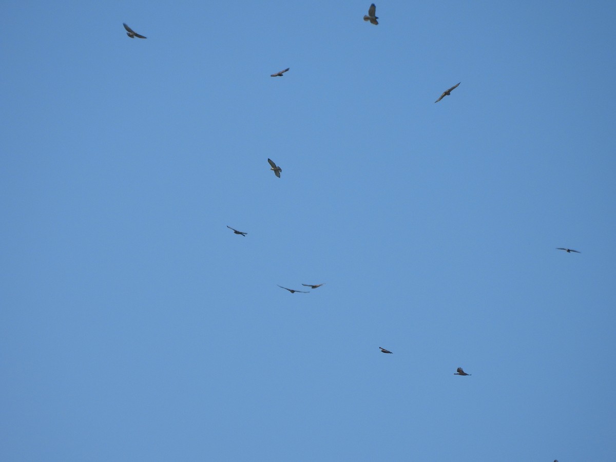 Broad-winged Hawk - ML642175728