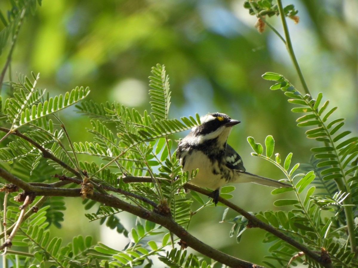 Black-throated Gray Warbler - ML642175735