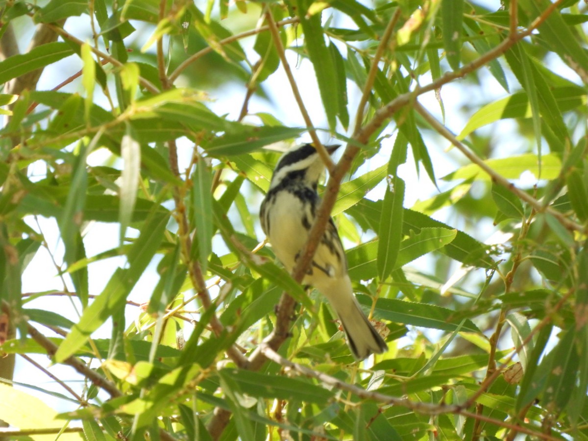 Black-throated Gray Warbler - ML642175736