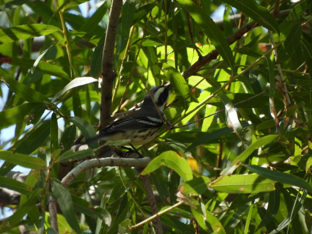 Black-throated Gray Warbler - ML642175737